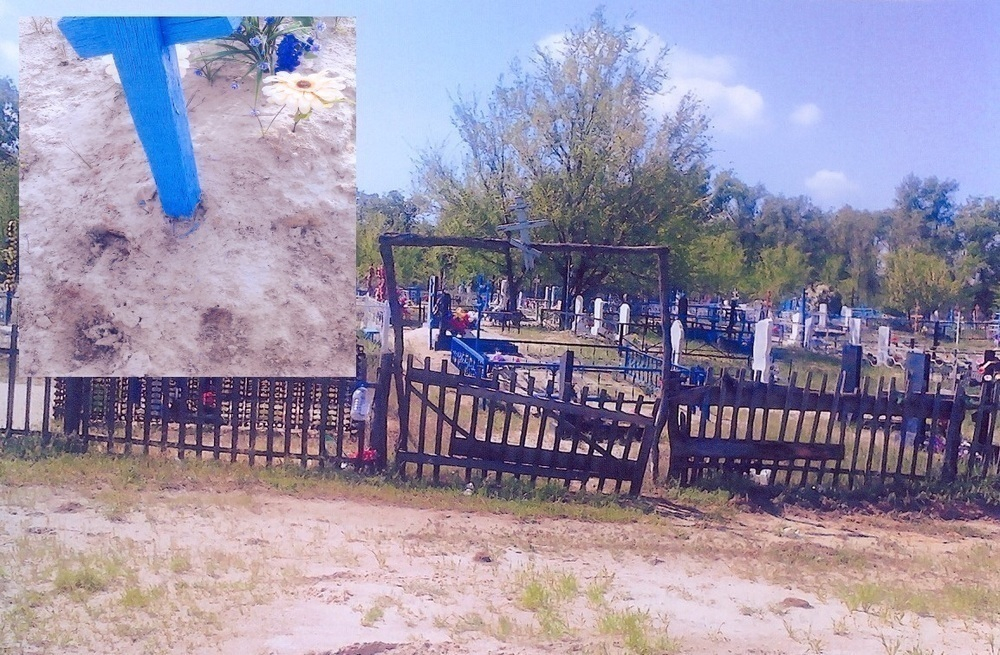 В Цимлянском районе коровы пасутся на кладбище и поедают цветы с могил