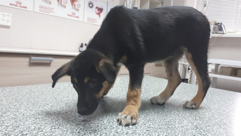 Переживший ДТП и сложную операцию щенок из Волгодонского района нуждается в семье