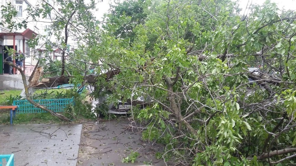 В Волгодонске огромное дерево раздавило «Форд Ц-Макс»