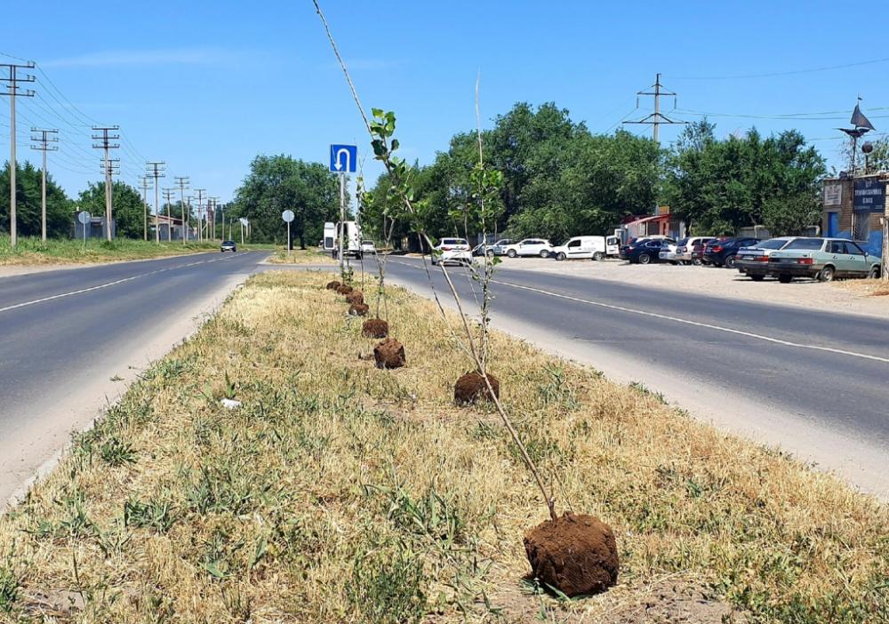 Погибло 37% деревьев, высаженных в рамках компенсационного озеленения в Волгодонске