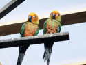 Сотни редких попугаев поселились на окраине Волгодонска 
