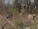 Убить vs помиловать?: пригодится ли Волгодонску опыт Астраханской области по массовому усыплению собак