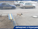 «Собака ведет себя неадекватно»: во дворе на Курчатова появился бездомный пес