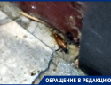 «Они все с яйцами»: полчища тараканов активно размножаются в одном из домов Волгодонска