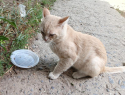 «Чей любимец?»: рыжий кот в ошейнике третий день грустит во дворе МКД на Степной