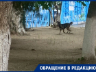 Бездомная собака поселилась в детском саду «Родничок» в Волгодонске: родители бьют тревогу
