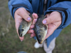 В Цимлянском море стало почти на миллион больше  мальков сазанов и белого амура 