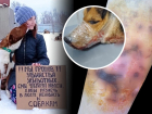 Кусачие псы, зоозащитники и догхантеры: к проблеме бездомных собак в Волгодонске не равнодушен никто