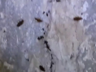 Полчища мерзких тараканов на Строителей снял на видео волгодонец 
