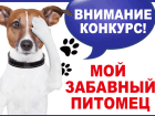 Заканчивается прием работ на конкурс «Мой забавный питомец» 