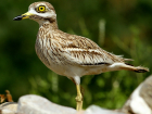 Под Цимлянском живет редчайшая птица, которая любит песок