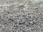 Волгодонцы зафиксировали массовую гибель рыбы в районе «третьей балки» 