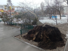 Колоссальный ущерб природным ресурсам: в Волгодонске повалены сотни деревьев