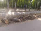 После публикации в «Блокноте» спилили опасное дерево на Ленина