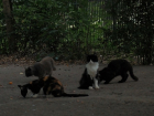 В Волгодонске ограничат максимальное число  собак и кошек в одной квартире 
