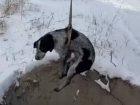 Жалобно скулила и замерзала: неравнодушные волгодонцы вытащили из глубокого люка упавшую туда собаку 
