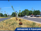 «Нельзя сажать деревья на разделительной полосе»: волгодонец о тополях на улице Прибрежной