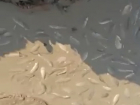 Люди с ума сходят: охоту на судаков с сачками под Волгодонском сняли на видео