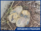«На балконе вылупились птенцы голубей»: горожанка просит совета, как отвадить пернатых 