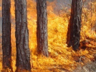 Из-за высокой пожарной опасности свободный доступ в леса в окрестностях Волгодонска вновь ограничили