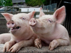 Волгодонские свиньи оказались в зоне риска