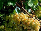 Цимлянские виноделы резко увеличили производство вина