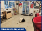 "Какую заразу она принесет?": горожанка возмущена разгуливающей собакой в продуктовом магазине