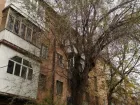 Дерево спилили: у ЖРЭУ-5 после публикации в «Блокноте» нашлись деньги на опиловку 
