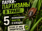Пауки-партизаны в траве: 5 неожиданных фактов о клещах и как от них защититься