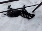 Отравленная бродячая собака умирала на глазах ребенка возле школы в Волгодонске