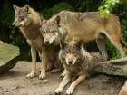 Как и 40 лет назад волки продолжают обитать и кормиться в Волгодонском районе