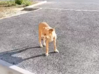 Собаку с перевязанной пастью ловят волонтеры в Волгодонске