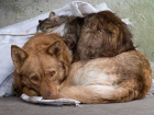 Волгодонцы могут помочь бездомным животным на благотворительной акции 