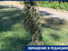 «Живем на Дону, а деревья умирают от засухи»: волгодончанка про аллею на БВП