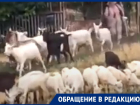 «Город утопает в козьих фекалиях»: жители Цимлянска борются с соседкой и стадом коз
