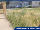 Разрастающиеся в одном из дворов города «джунгли» пугают волгодонцев