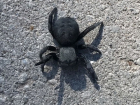 Житель Цимлянска обнаружил жуткого мохнатого паука