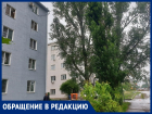 «Срубите эти чертовы тополя, иначе они упадут на наш дом»: волгодонец об опасных деревьях на Маяковского 