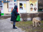 Методы обращения с бездомными собаками намерены изменить в Ростовской области на законодательном уровне