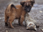 Бездомным животным попытаются найти хозяев в рамках акции «Делай Добро» на Комсомольской площади