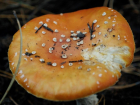 Случаи отравления дикорастущими грибами участились в Ростовской области