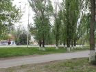 В Волгодонске на улице Морской срубят 100 деревьев