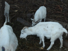 Весной в Волгодонске начнется обязательное чипирование принадлежащих людям животных