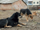 Со следующего года владельцам домашних животных в Волгодонске запретят выбрасывать их на улицу