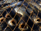 В Цимлянском районе рыбак зазря погубил жизни плотвы, судаков и карасей