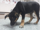 Переживший ДТП и сложную операцию щенок из Волгодонского района нуждается в семье 