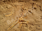 На пляже в станице Романовской появились скелеты динозавров