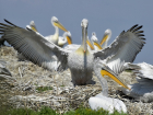 Огромные пеликаны спрятались от людей на укромном острове к югу от Волгодонска
