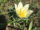 Желто-белое Солнце в зеленой степи: в Ростовской области зацвели двуцветковые тюльпаны