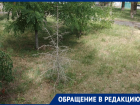 «Стоят мёртвые»: жители Волгодонска жалуются на погибшие ели в сквере Лесников